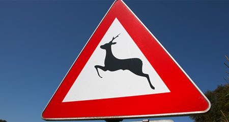 Gefahrenzeichen Wildwechsel